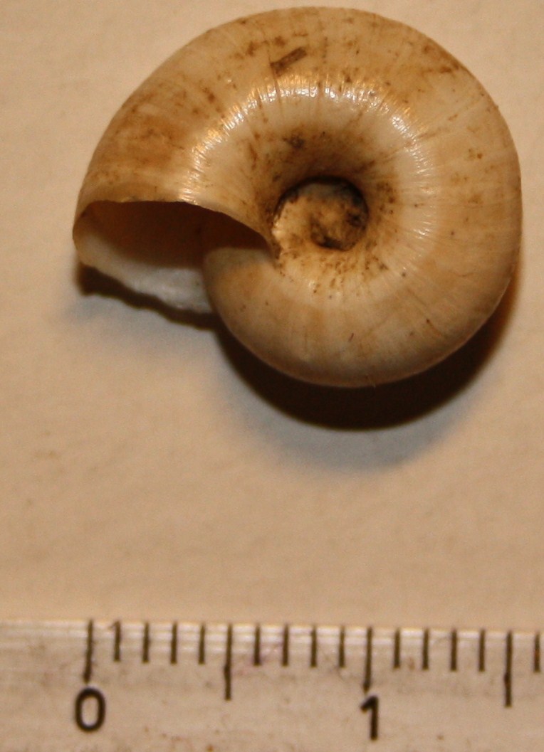 Monacha cartusiana e Cernuella cf. neglecta